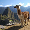 Quanto tempo prima comprare il Biglietto Machu Picchu?